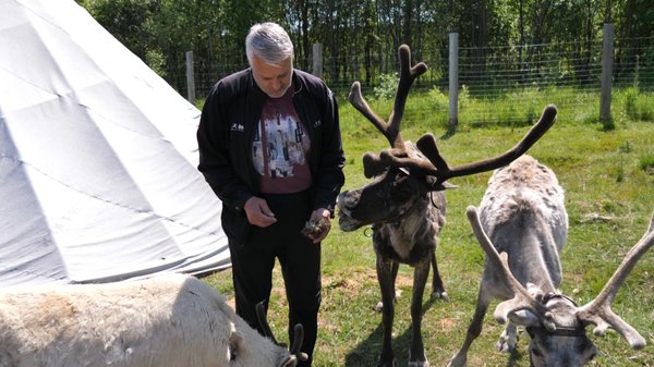 Жители и гости нашего городского округа могут пообщаться с дикими оленями