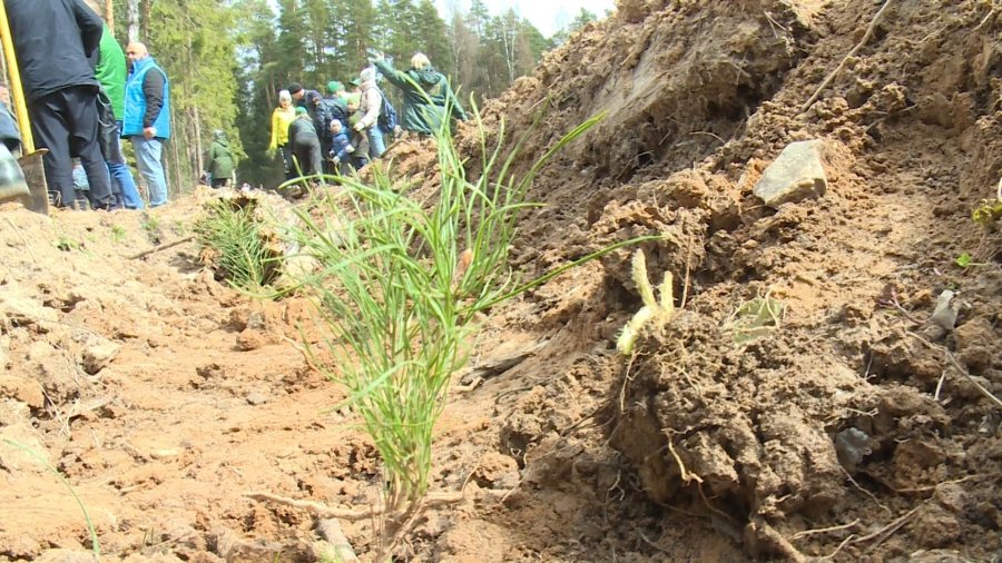 Богородское лесничество. Богородское лесничество