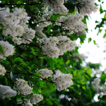 IMG_20260525_074417