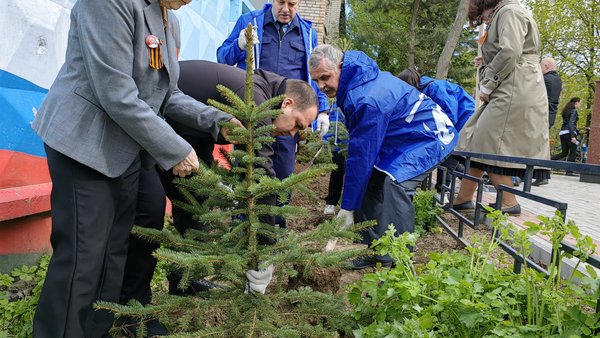 Ели высадили в Щёлкове в рамках акции «Палисадник Победы»