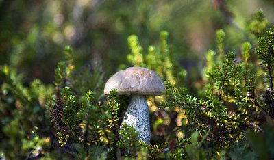 В Щёлково близится грибной сезон