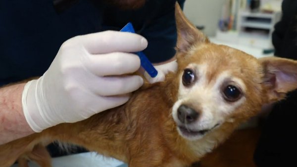 Ветеринары