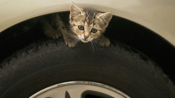 Зима наступает на пятки. Котики мёрзнут.