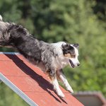 australian-shepherd-dog-climbing-agility-course