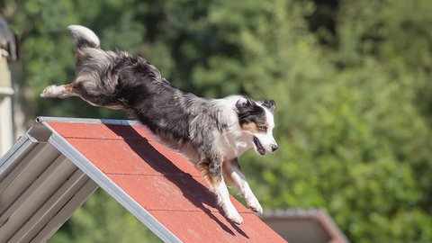 australian-shepherd-dog-climbing-agility-course