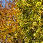 autumn-colours