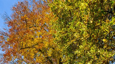 autumn-colours