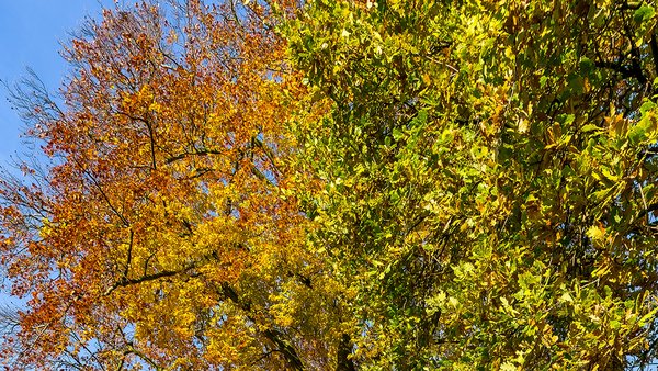 autumn-colours