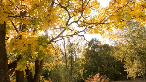 autumn-landscape