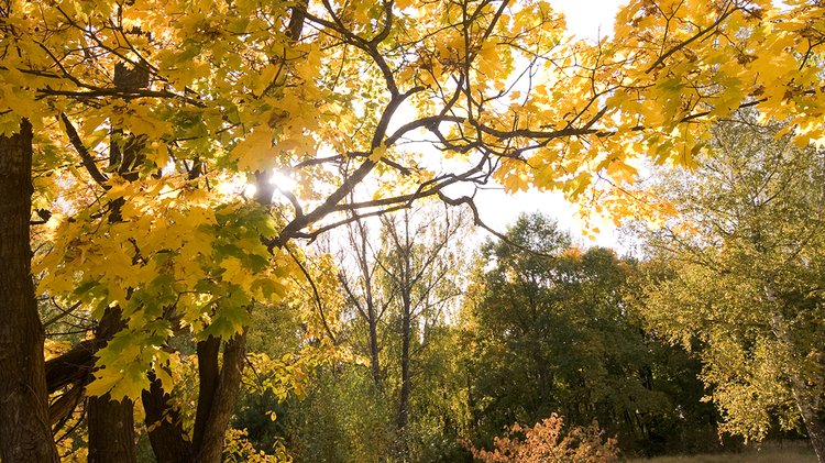 autumn-landscape