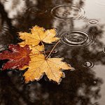 autumn-leaves-floating-water-surface-rain