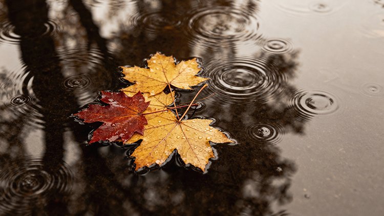 autumn-leaves-floating-water-surface-rain