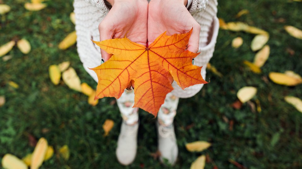 autumn-leaves-woman-hands