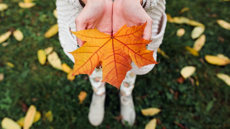 autumn-leaves-woman-hands