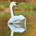 beautiful-swan-lake-amazing-bird-nature-habitat