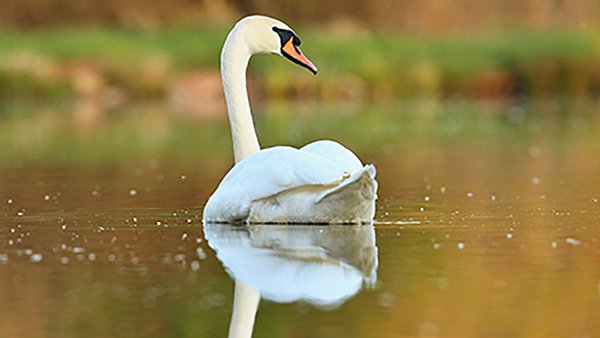 beautiful-swan-lake-amazing-bird-nature-habitat