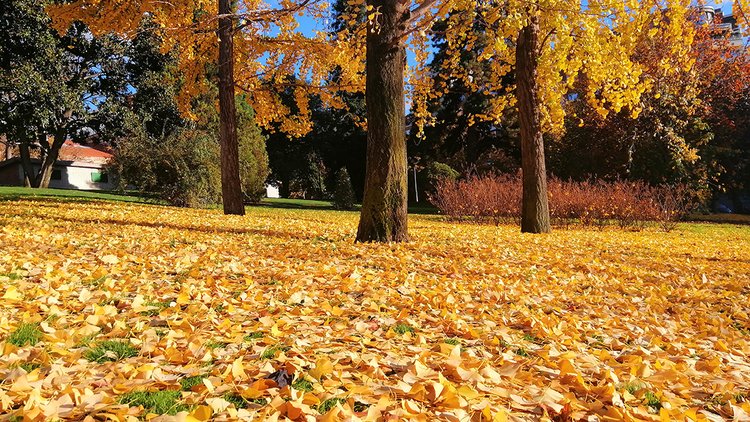 beautiful-trees-with-yellow-leaves-autumn-madrid-spain
