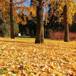 beautiful-trees-with-yellow-leaves-autumn-madrid-spain