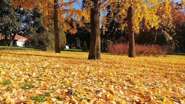 beautiful-trees-with-yellow-leaves-autumn-madrid-spain