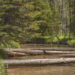 beautiful-view-forest-with-green-plants-broken-trees-river-daytime