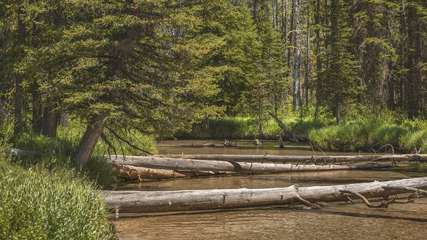beautiful-view-forest-with-green-plants-broken-trees-river-daytime