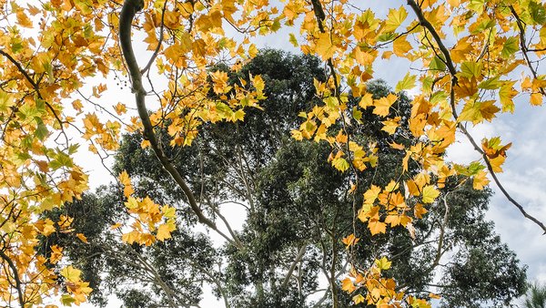 big-tree-autumn-leaf