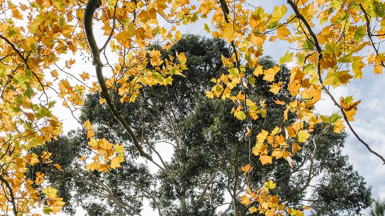 big-tree-autumn-leaf