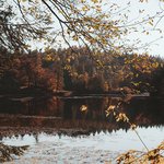 brown-leafed-trees-beside-body-water