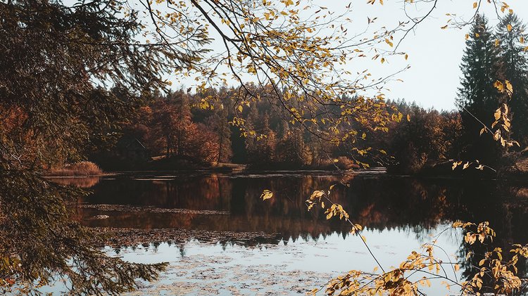 brown-leafed-trees-beside-body-water