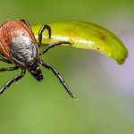 brown-spider-green-leaf-close-up