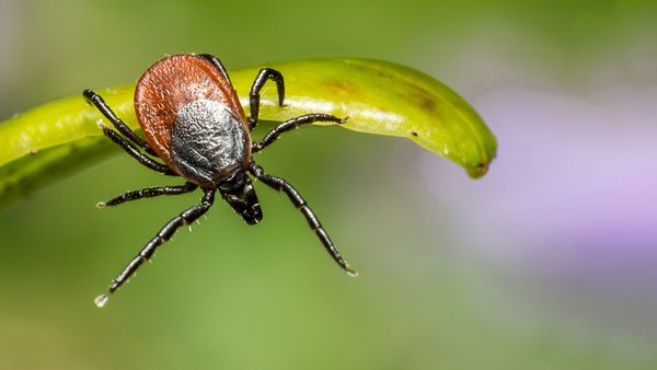 brown-spider-green-leaf-close-up