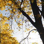 calm-autumn