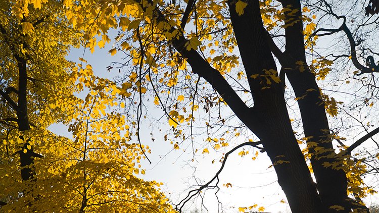calm-autumn