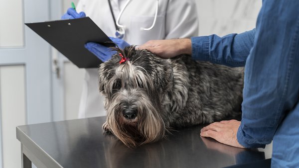 close-up-doctor-checking-up-dog