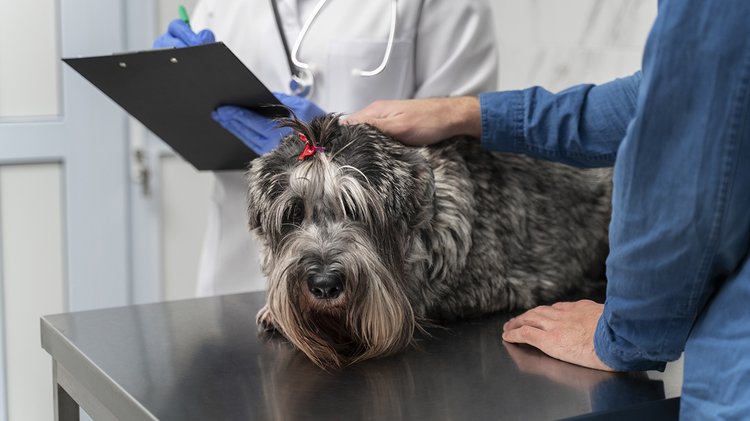 close-up-doctor-checking-up-dog