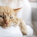 close-up-owner-holding-cute-cat