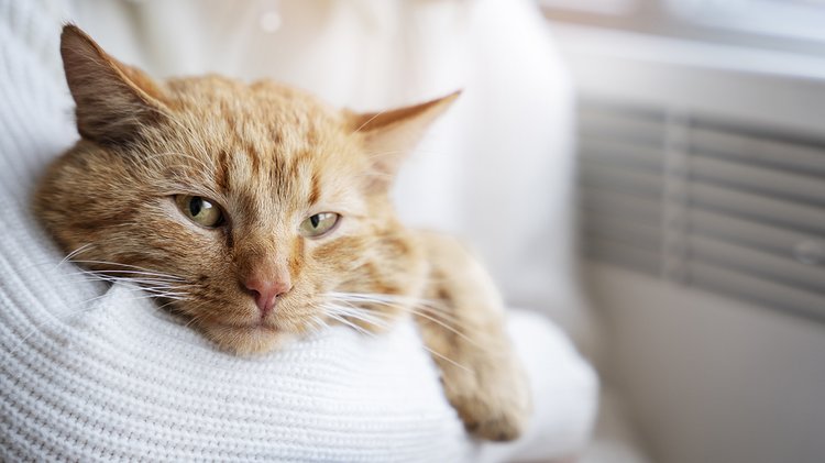 close-up-owner-holding-cute-cat
