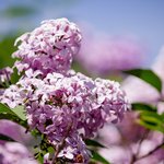 closeup-beautiful-branch-lilac-tree-growing-forest