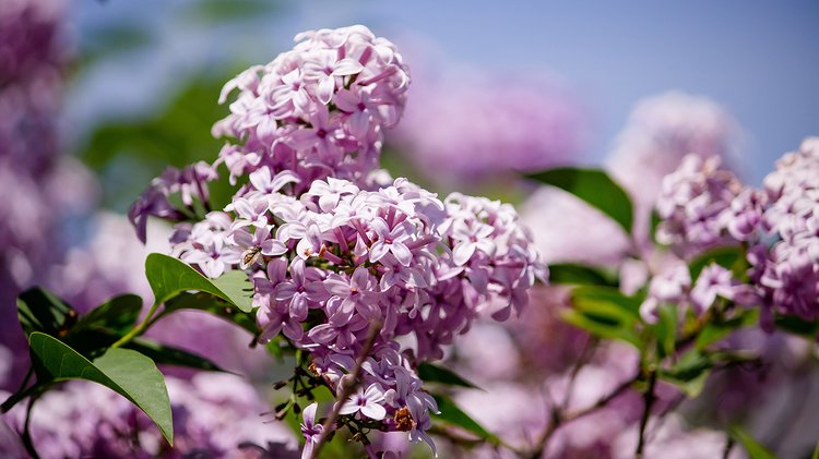 closeup-beautiful-branch-lilac-tree-growing-forest
