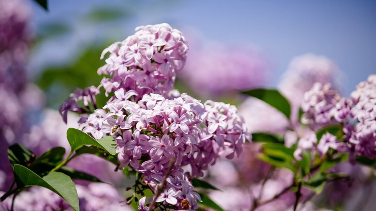 closeup-beautiful-branch-lilac-tree-growing-forest