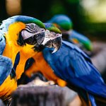 closeup-macaws-sunlight-with-greenery-blurry-background