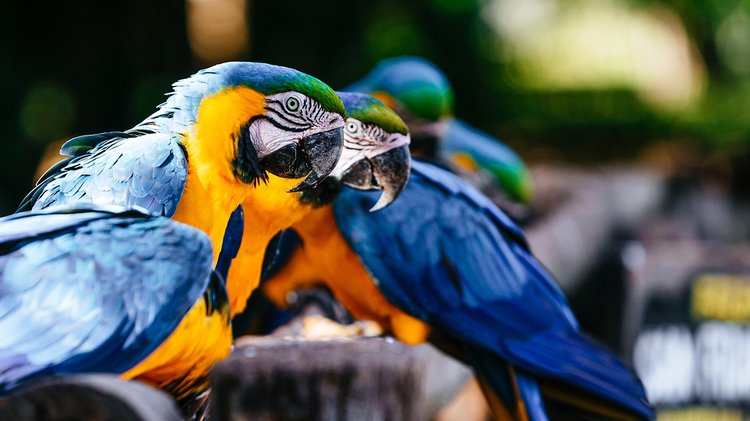 closeup-macaws-sunlight-with-greenery-blurry-background