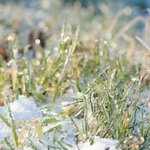 closeup-shot-green-grass-growing-snow