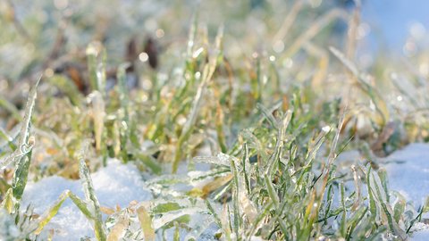 closeup-shot-green-grass-growing-snow