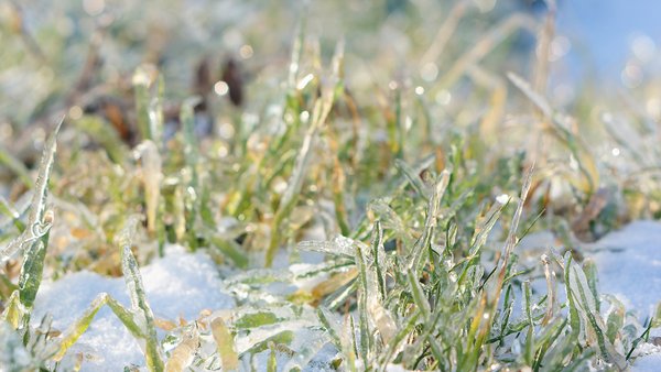 closeup-shot-green-grass-growing-snow