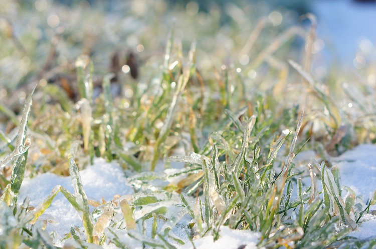 closeup-shot-green-grass-growing-snow