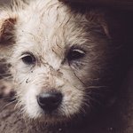 closeup-shot-homeless-dog-hiding-rock