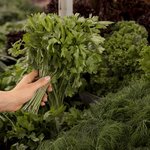 customer-holding-parsley-leaves