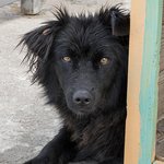 cute-dog-shelter-waiting-be-adopted-by-someone