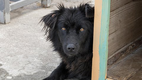 cute-dog-shelter-waiting-be-adopted-by-someone